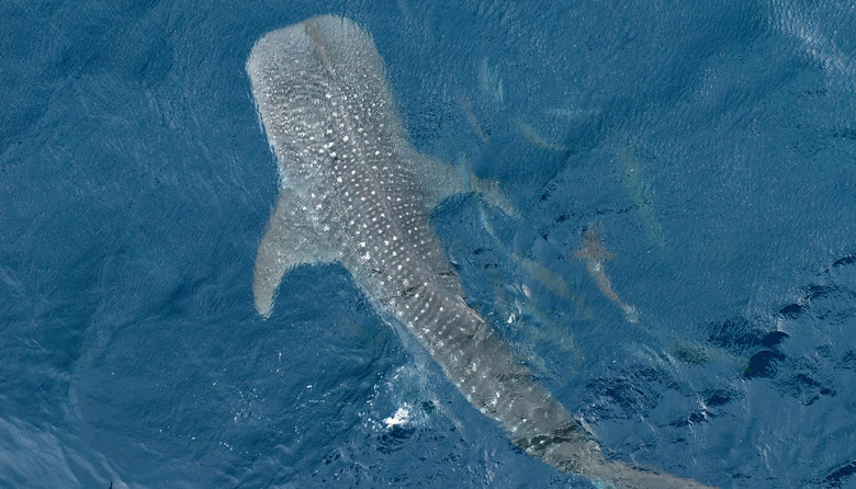 Whale Shark Adventure