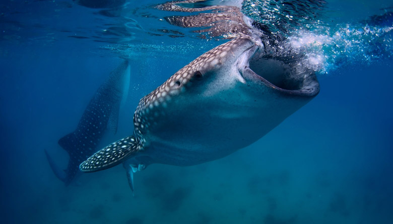 Whale Shark Adventure