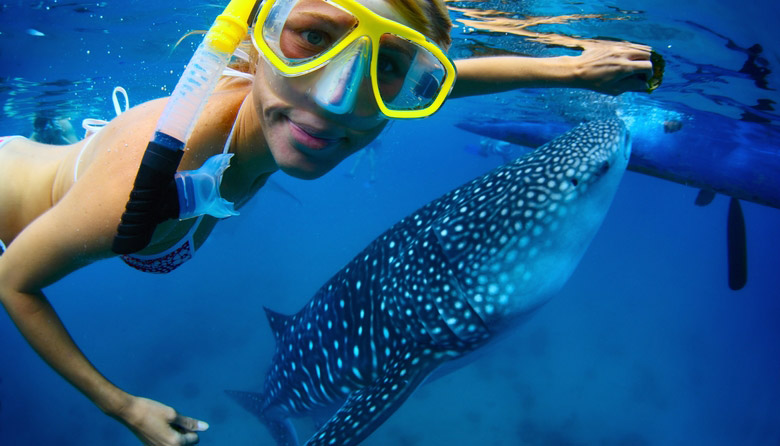 Whale Shark Adventure