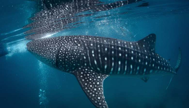 Whale Shark Adventure