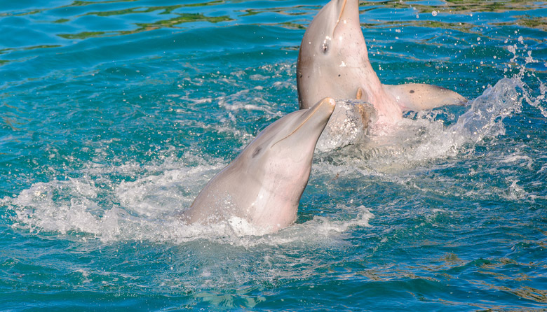 Delphinus Primax-Xel-Ha