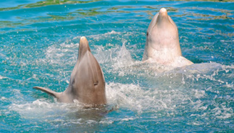 Dolphin Primax Xcaret