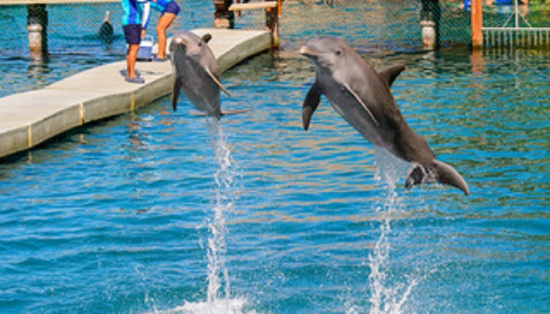 Dolphin Primax Xcaret