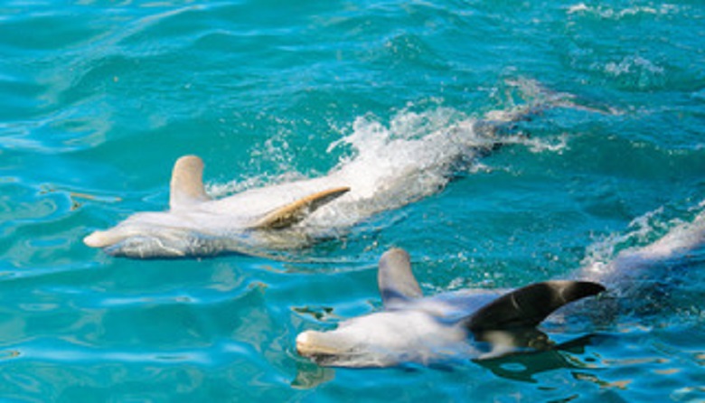 Dolphin Primax Xcaret