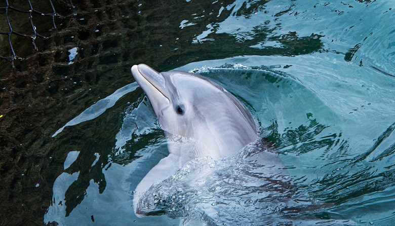 Delphinus Primax-Xel-Ha