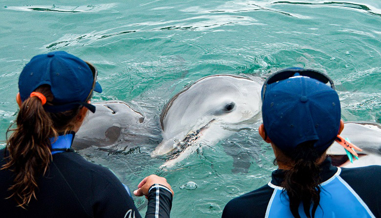 Delphinus Primax-Xel-Ha