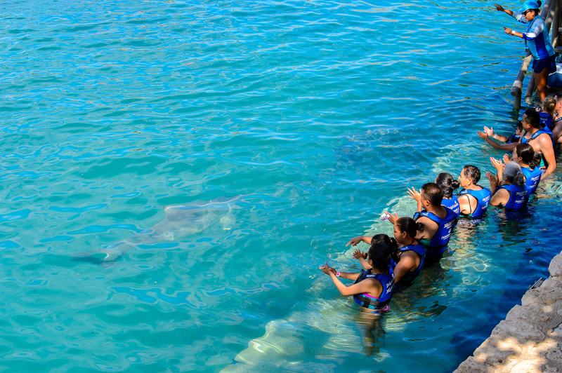 Delphinus Primax-Xel-Ha