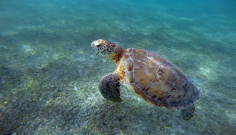 Tulum Yal Ku Akumal