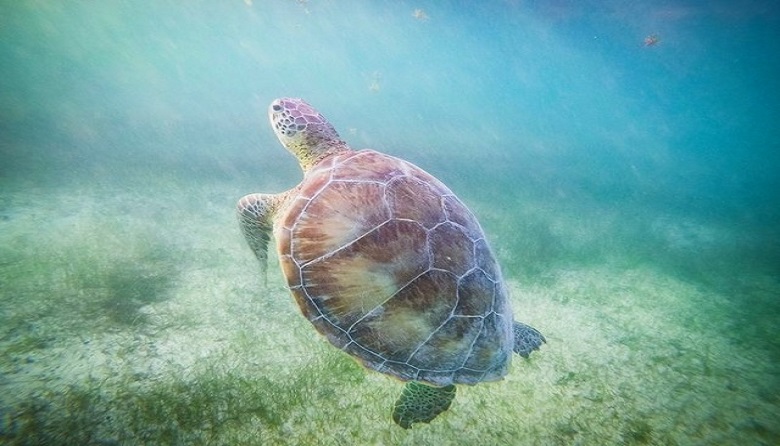 Tulum Yal Ku Akumal