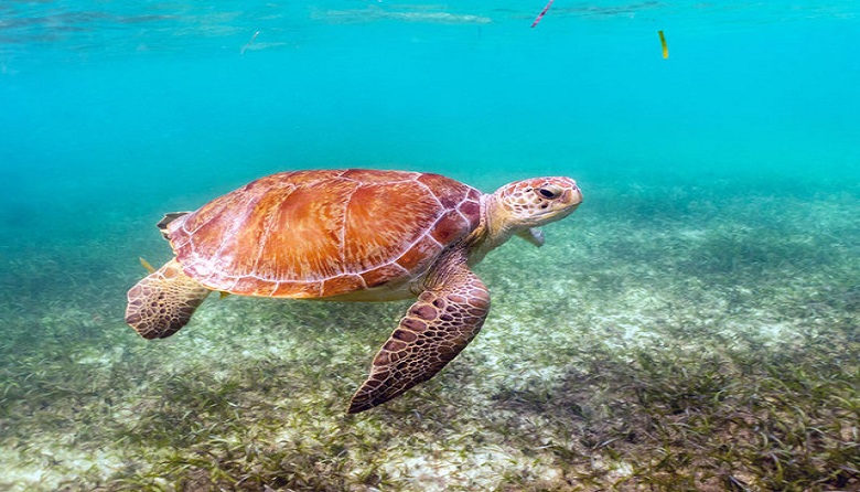 Tulum Yal Ku Akumal