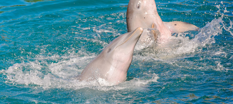 Dolphin ride at Xcaret