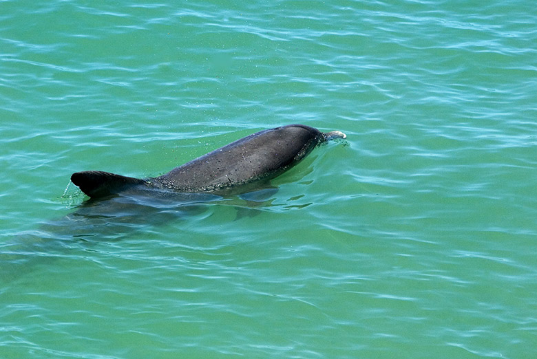 Dolphin Primax Xcaret